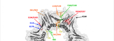 PCNA residues