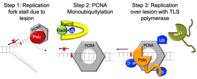 TLS Steps